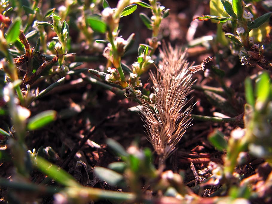 grass, plants, nature, summer, green grass, greens, closeup HD wallpaper
