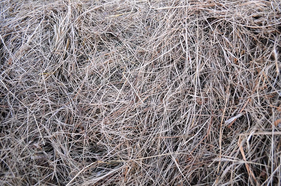 Hay, Dried, Grass, Fodder, dried grass, dried fodder, texture, HD wallpaper