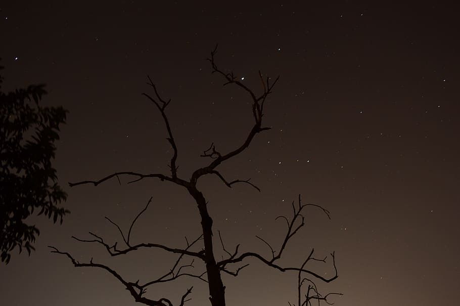 Night, Sky, Dry, Tree, Long, Exposure, nature, branch, dark HD wallpaper