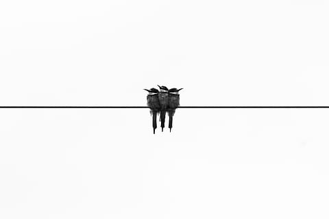 three gray kingfisher birds, three black birds perched on black cable HD wallpaper