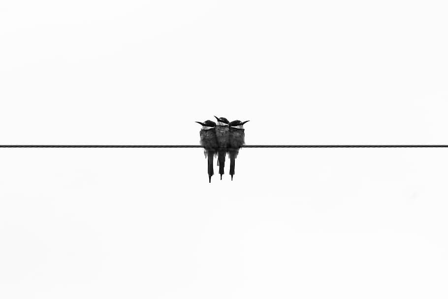three gray kingfisher birds, three black birds perched on black cable HD wallpaper