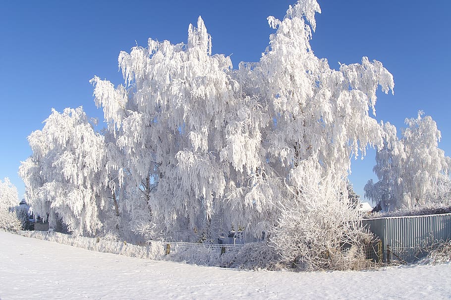 snow, winter, frost, cold, frozen tree, icy, ice, white, nature