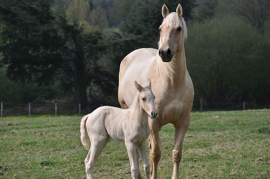 two brown horses, mare, colt, white, farm, domestic, mammal HD wallpaper