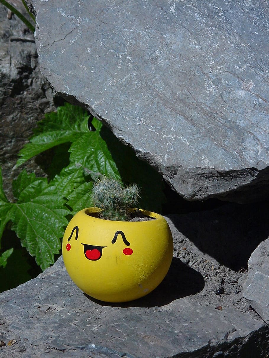 cactus, flower, pot, plants, pots, stone, yellow, rock, representation HD wallpaper
