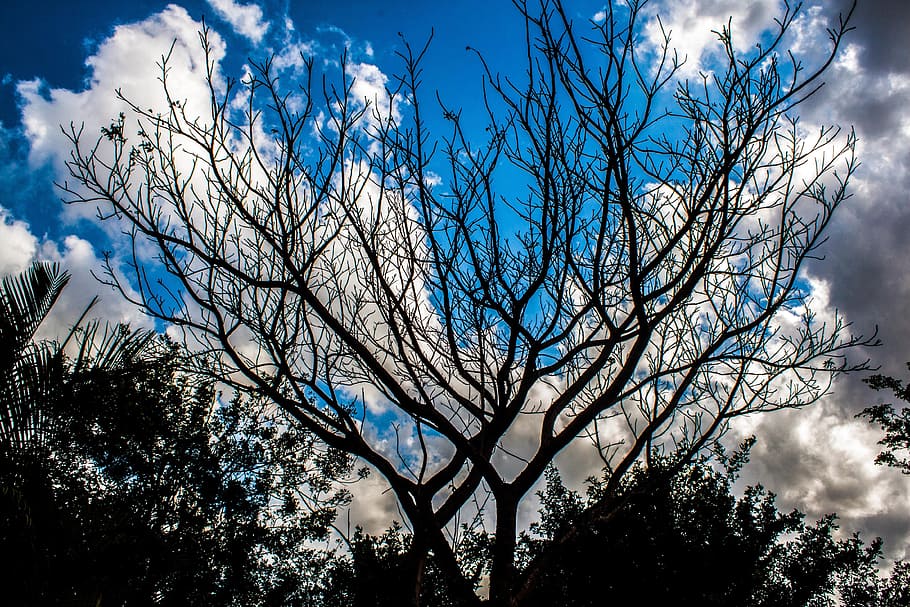 blue sky, tree shadow, organic, agriculture, trunk, leaves HD wallpaper