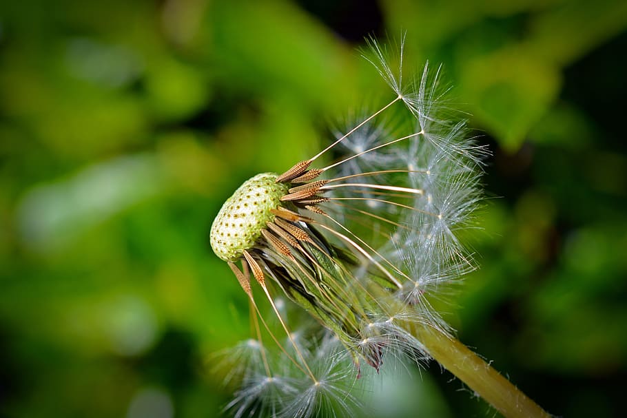 Dandelion, Seeds, Close, Macro, dandelion seeds, umbrella, flying seeds HD wallpaper