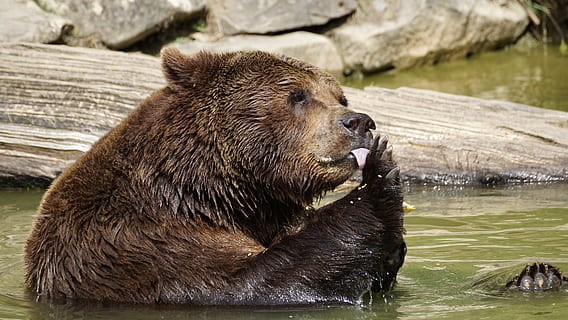 brown bear, Animals, Nature, Zoo, animal world, wildlife park HD wallpaper