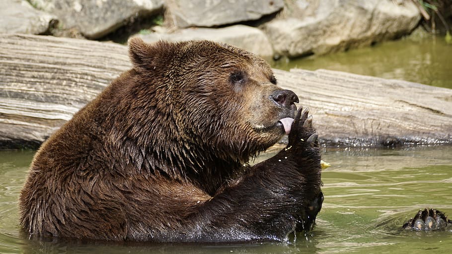 brown bear, Animals, Nature, Zoo, animal world, wildlife park HD wallpaper