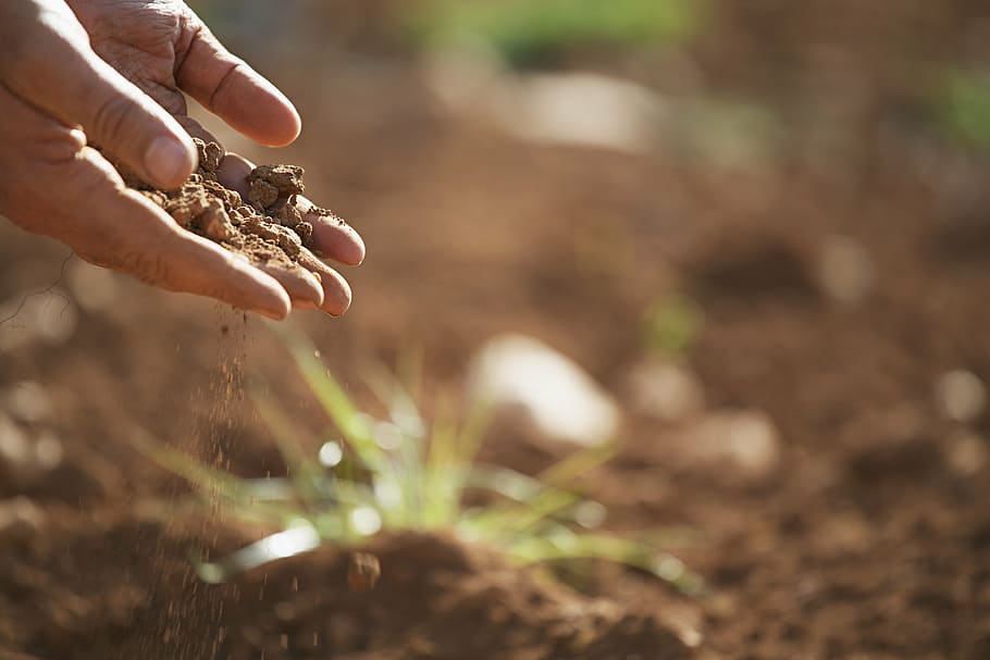 person holding grain of sand, soil, plant, earth, dirt, nature HD wallpaper
