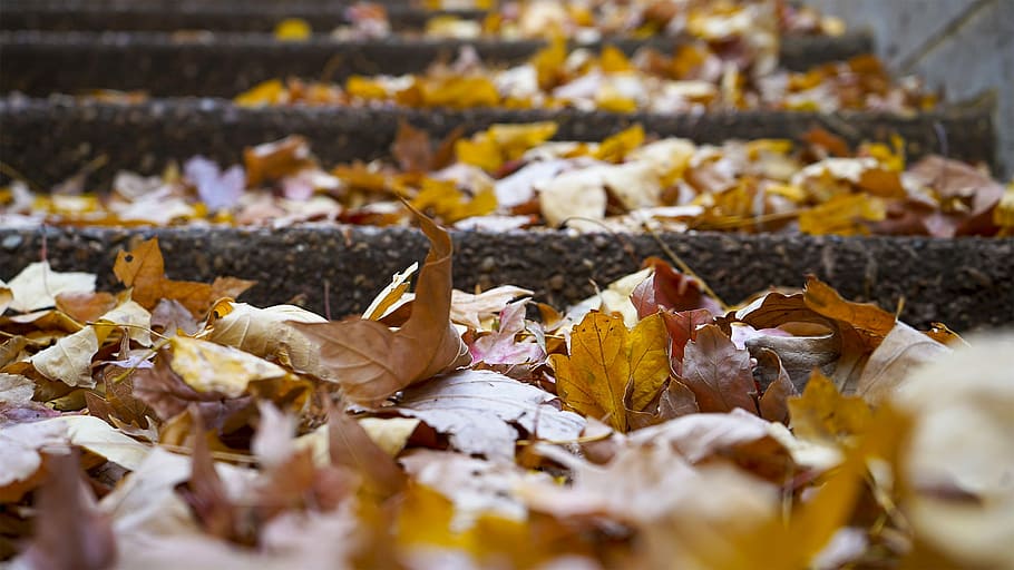Leaves, Autumn, Fall, fall leaves, fall leaves background, november HD wallpaper