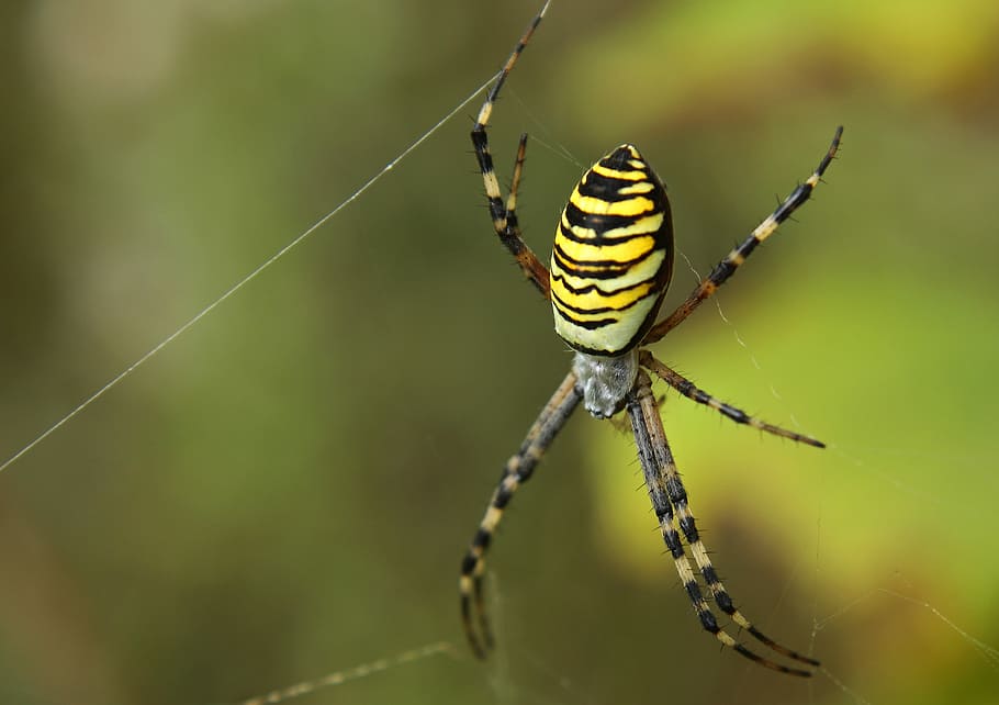 Spider, Network, Close, Nature, Cobweb, insect, macro, wasp spider HD wallpaper