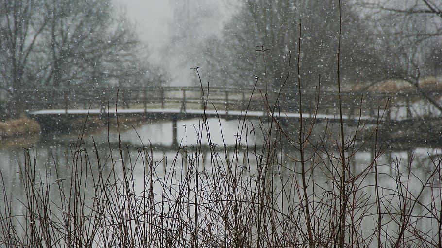 snow, landscape, winter, winter blast, snowy, nature, tree HD wallpaper
