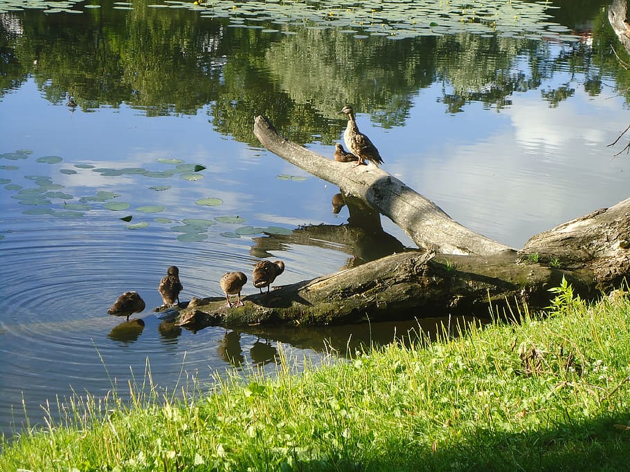 view, park, water, landscape, tree, pond, nature, bird, branches HD wallpaper