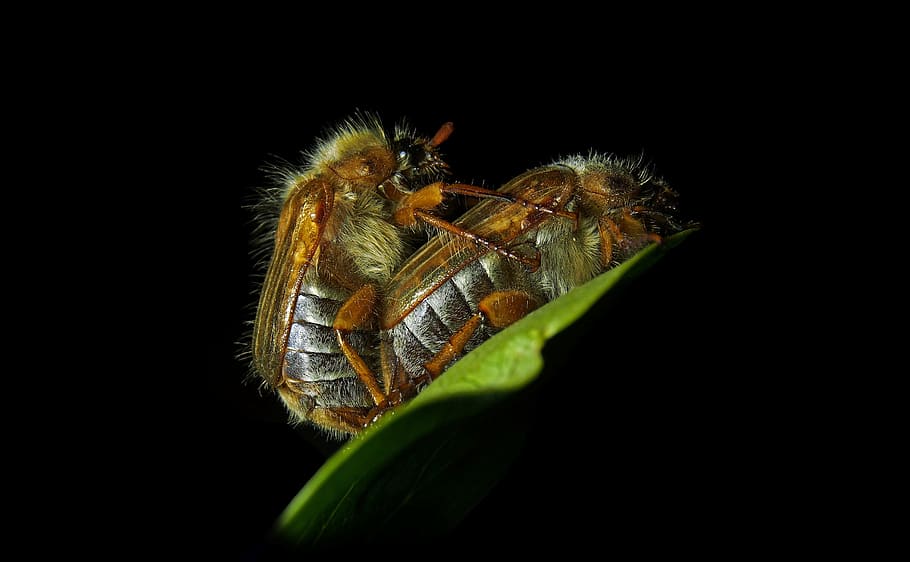 chafer, ribbed, brownfield beetle, love, insect, krabbeltier HD wallpaper