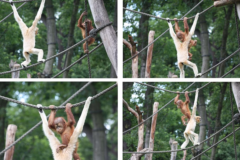 Gorilla, Ape, Climb, Play, Collage, animals, rope, nature, outdoors HD wallpaper