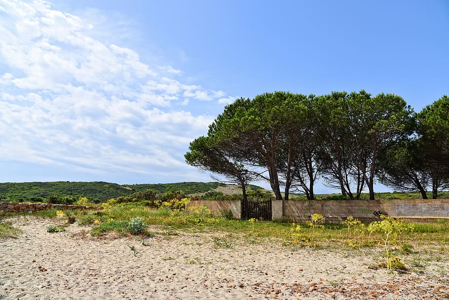 beach, hills, trees, wall, subtropical, island landscape, plant HD wallpaper