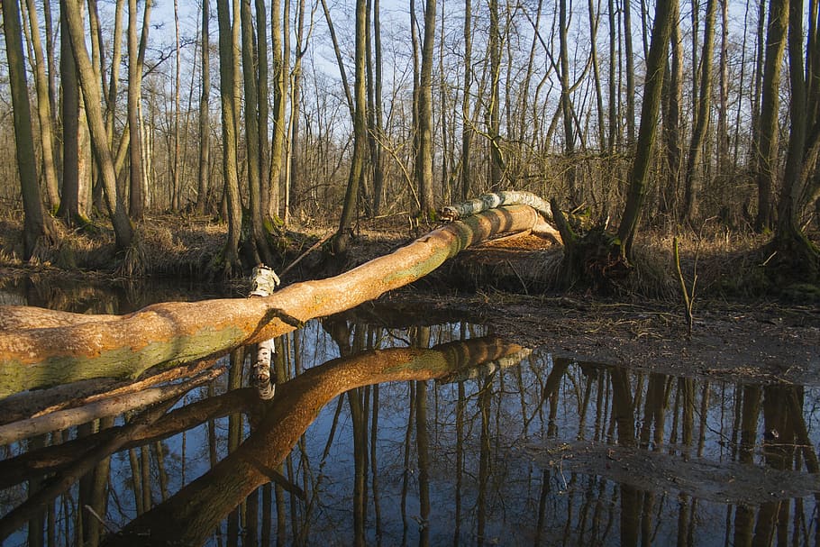 swamp, forest, water, badgers, spring, tree, plant, tranquility HD wallpaper