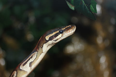 snake, ball python, python regius, beauty, golden, ballpyhton HD wallpaper