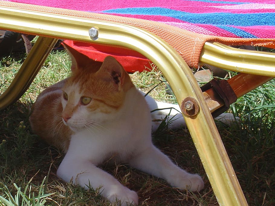 summer, greece, cat, one animal, mammal, domestic cat, animal themes HD wallpaper