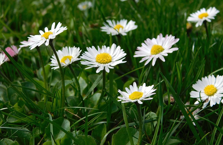 Daisy, Flowers, Wildflowers, Spring, grass, meadow, nature HD wallpaper