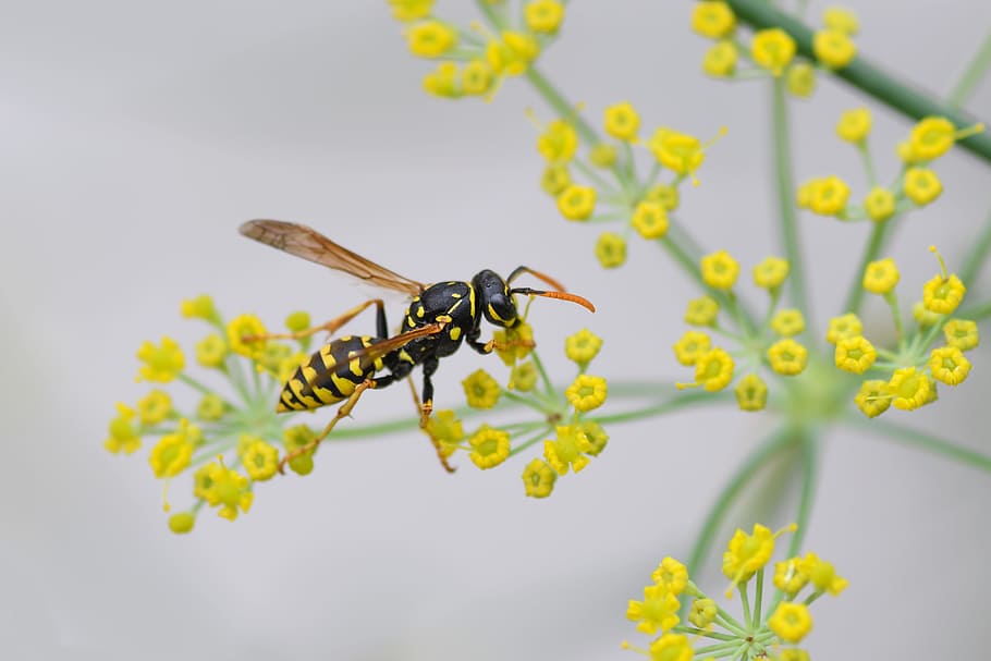 wasp, insect, flower, yellow, macro, forage, animal, invertebrate HD wallpaper