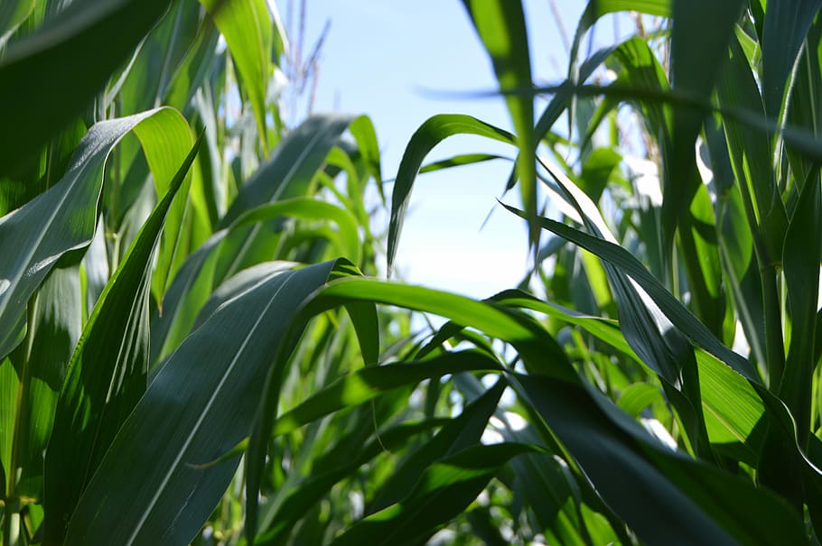 green corn plant at daytime, green leaf under white sky, sweet corn