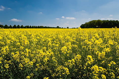 bed of yellow petaled flowers, countryside, farm, field, flora HD wallpaper