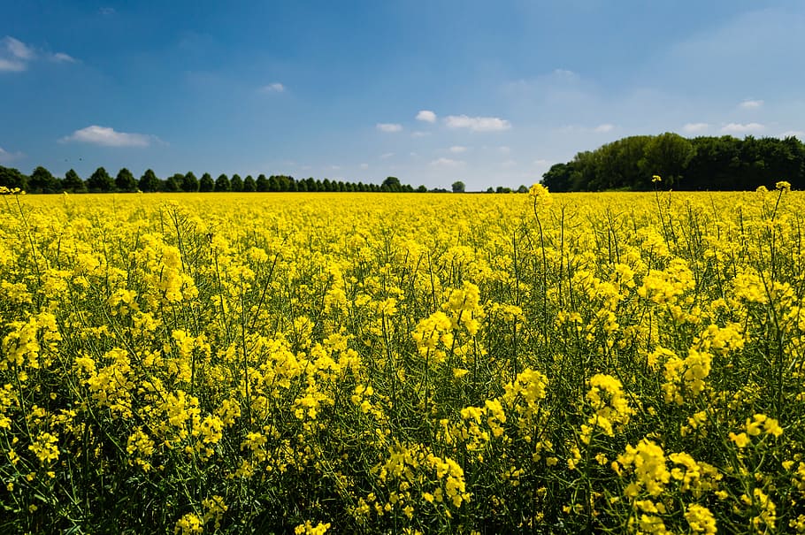 bed of yellow petaled flowers, countryside, farm, field, flora HD wallpaper