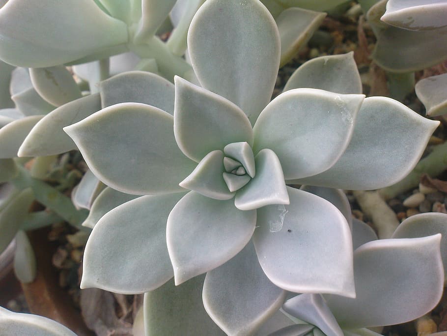Succulent, Plant, Garden, no people, close-up, day, outdoors HD wallpaper