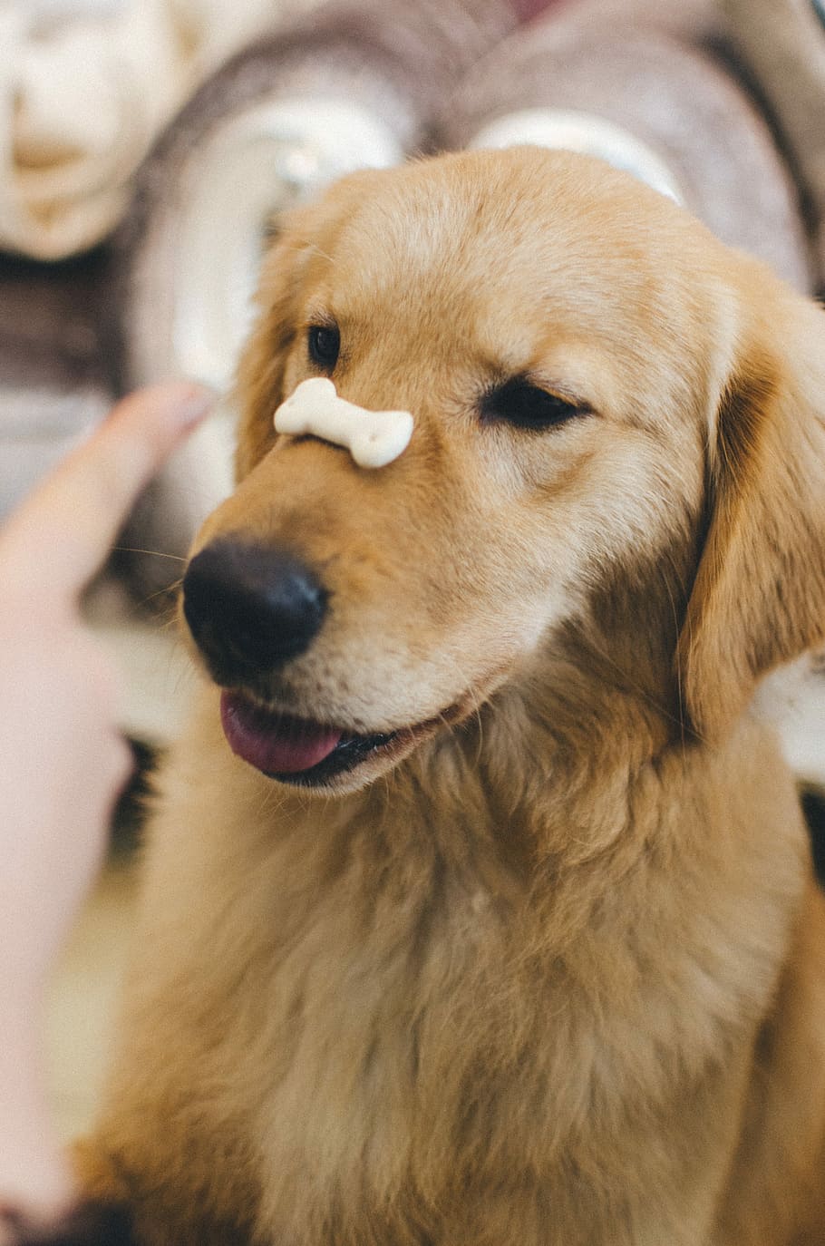 adult golden retriever with cookie bone on nose, dark golden retriever with dog bone treat on snout