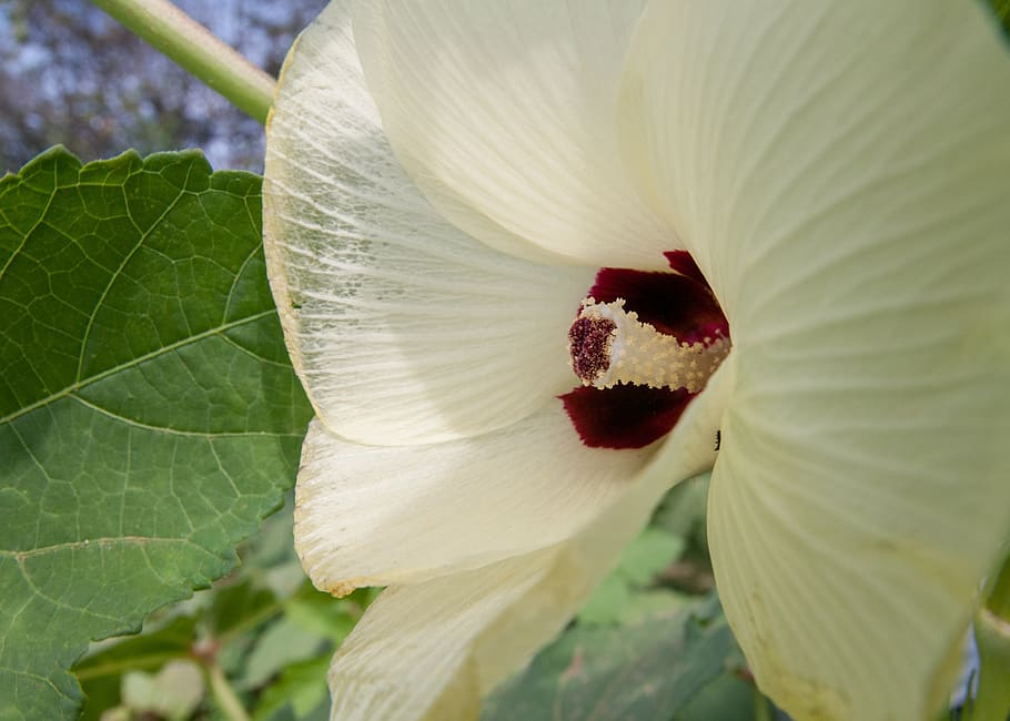 okra, flower, bloom, blossom, blooming, summer, garden, vegetable HD wallpaper