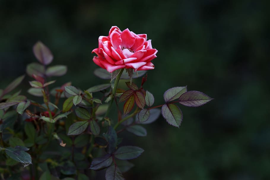 rose, red, dry, flower, petals, nature, beauty, garden, flowering plant HD wallpaper