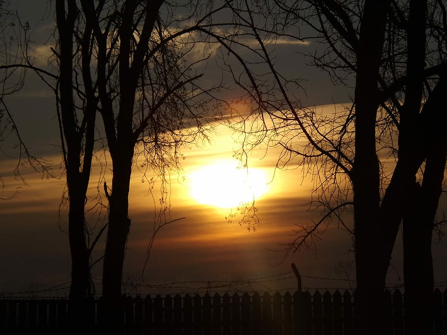 East, Sun, Red, Cloud, Twigs, Tree, sky, sunset, bare tree HD wallpaper