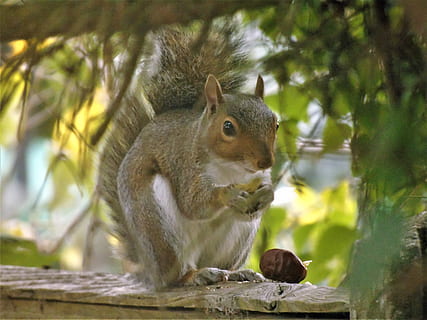 squirrel, nature, animal, forest, wildlife, mammal, cute, natural HD wallpaper