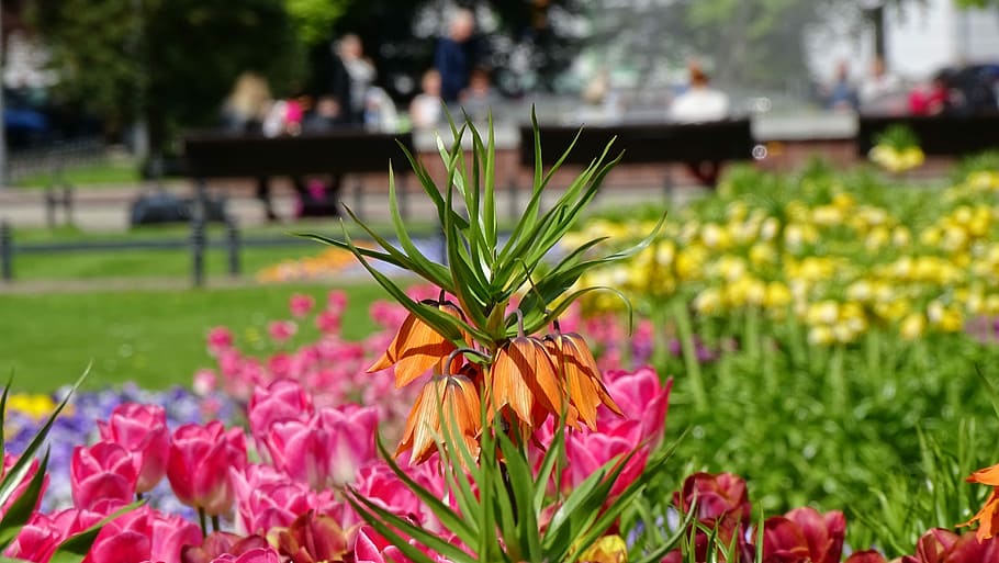 flower, nature, garden, plant, summer, alive, flowering plant HD wallpaper