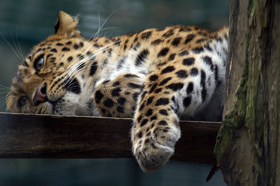 leopard, cat, predators, wildcat, boredom, paw, close, wildlife HD wallpaper