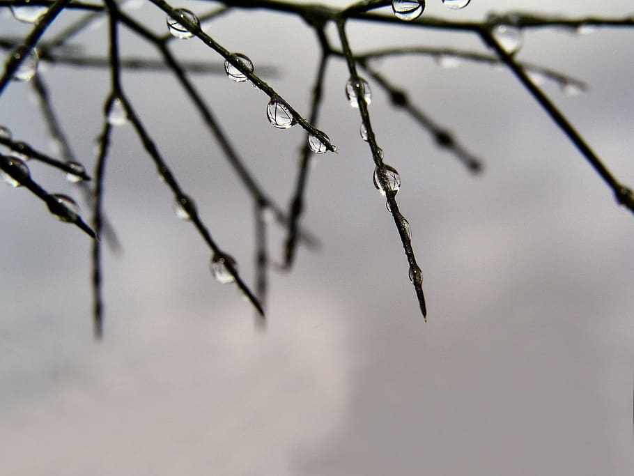 rain drops, grass, nature, close-up, branch, plant, no people HD wallpaper