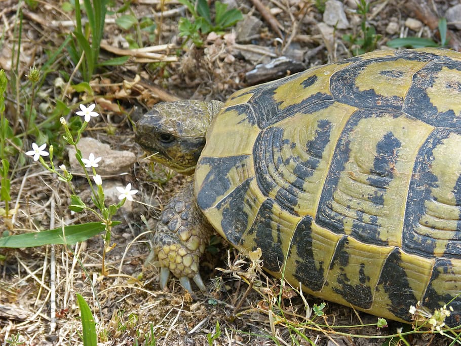 mediterranean tortoise, montsant natural park, protected species, HD wallpaper