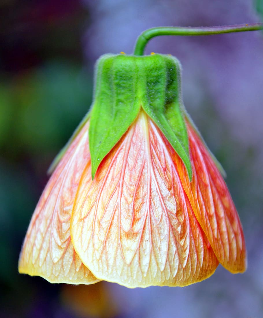 flower, bell, garden, close-up, freshness, plant, focus on foreground HD wallpaper