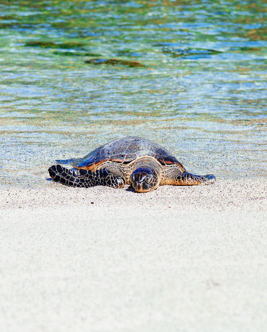 brown turtle on seashore, brown sea turtle at seashore, ocean HD wallpaper
