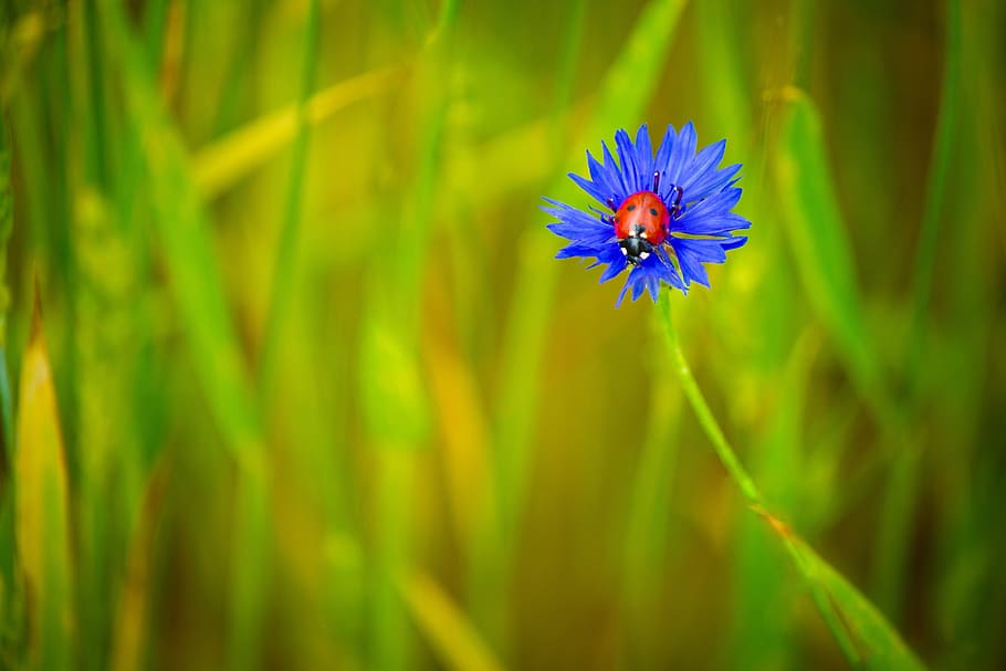lady bug on purple flower, centaurea, blue, blue flower, ladybug HD wallpaper