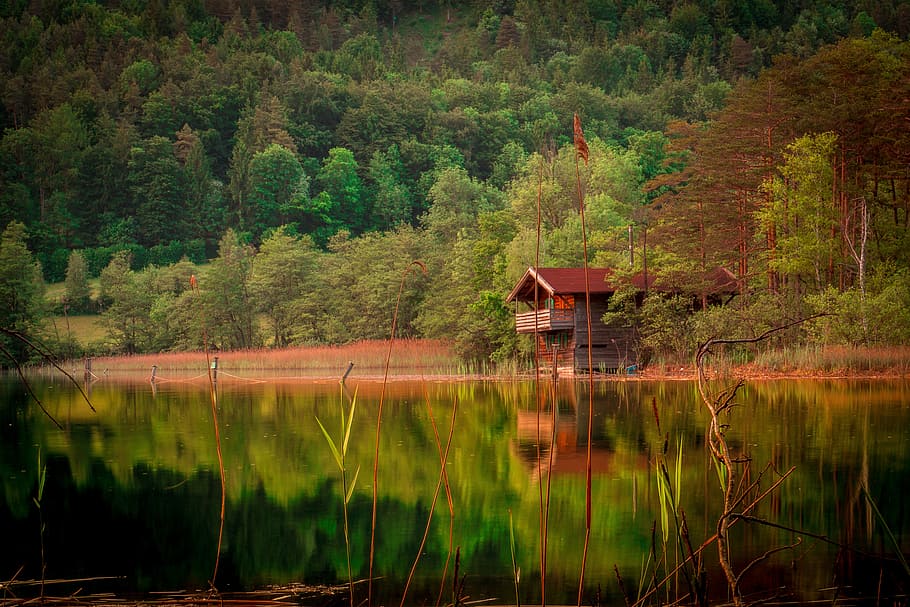 grey cabin near trees and calm body of water, forest, lake HD wallpaper