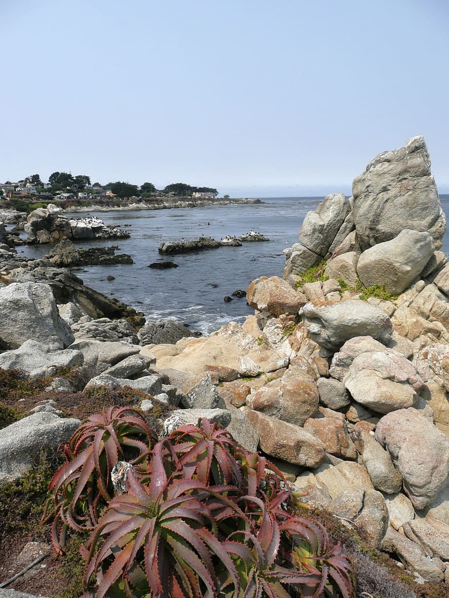 Pacific rock. Море деревья камни пляж. Море и камни на набережной. Набережная океана с камнями в Калифорнии. Гемантолоф на берегу Калифорнии.