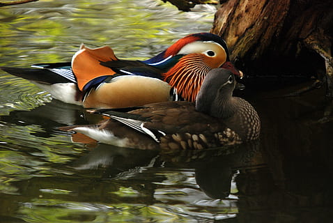 two brown and black ducks swimming on body of water, Mandarin, Duck HD wallpaper
