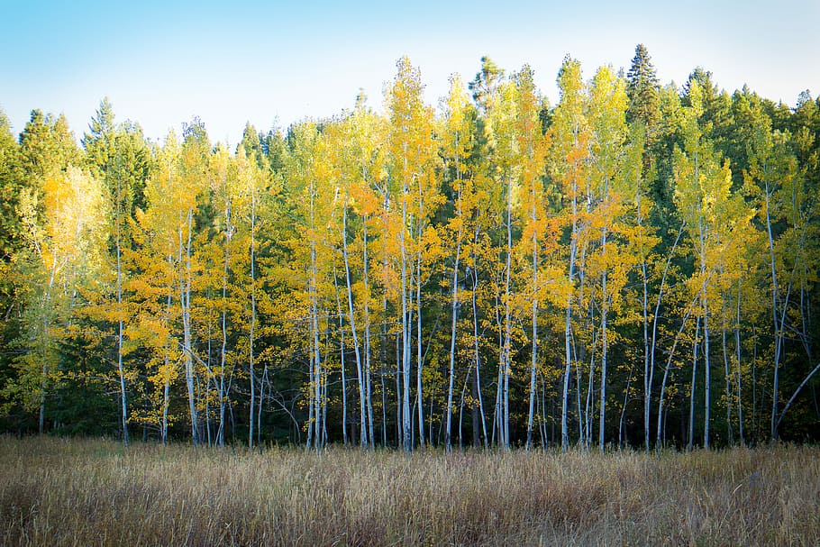 trees and brown grass field in forest nature photography, green tree at daytime HD wallpaper