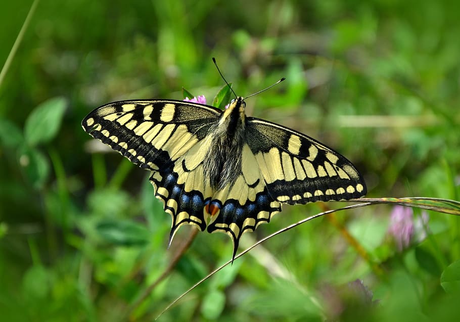 Eastern tiger swallowtail butterfly on pink petaled flower, dovetail