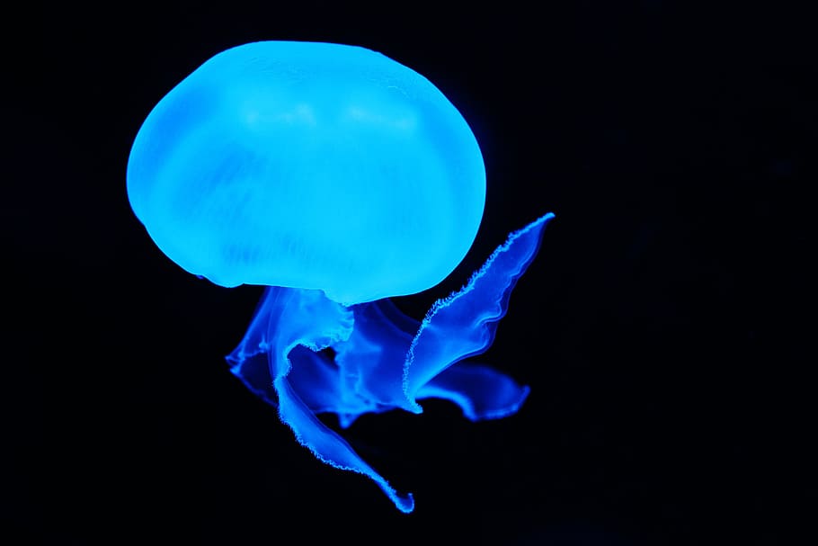 underwater photography of jellyfish, animal, blue, creature HD wallpaper