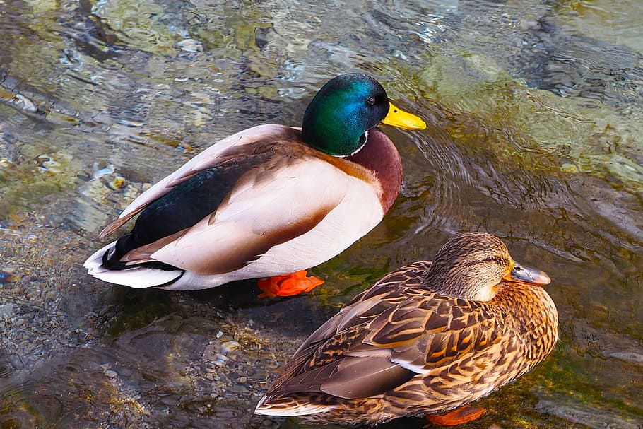 Ducks, Barnacle, Mallards, Animals, wild ducks, plumage, nature HD wallpaper