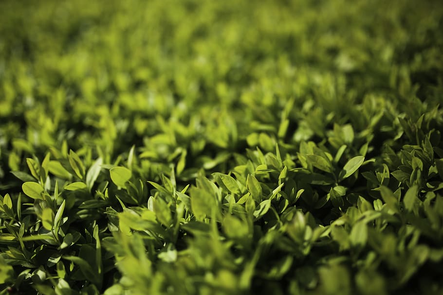 Leaves, Leaf, Spring, Horizontal, young, green, privet, ligustrum HD wallpaper