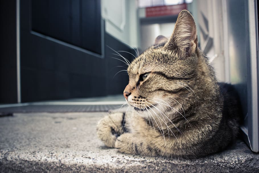 cat, pet, animals, pets, domestic, feline, domestic cat, mammal HD wallpaper